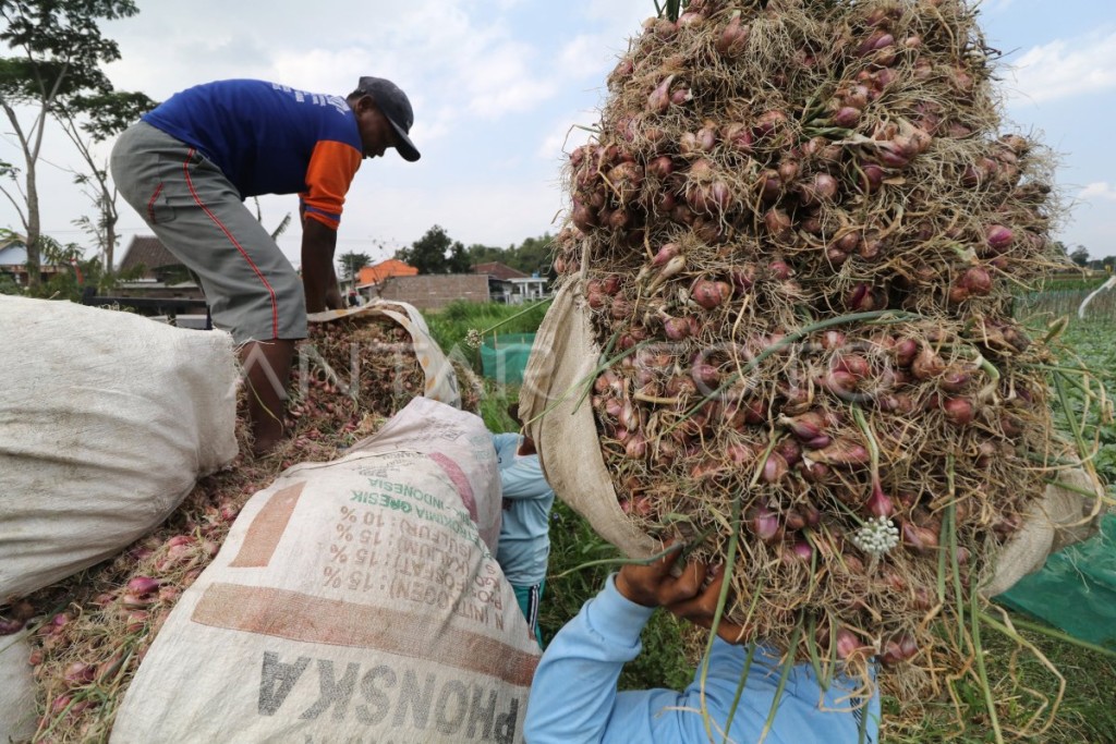 Pada musim setelah panen padi masyarakat mengelola sawahnya dengan menanam bawang merah