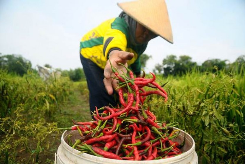 Cabai Merah ditanam setelah Bawang Merah berumur 1 bulan sehingga setelah panen bawang lanjut cabai