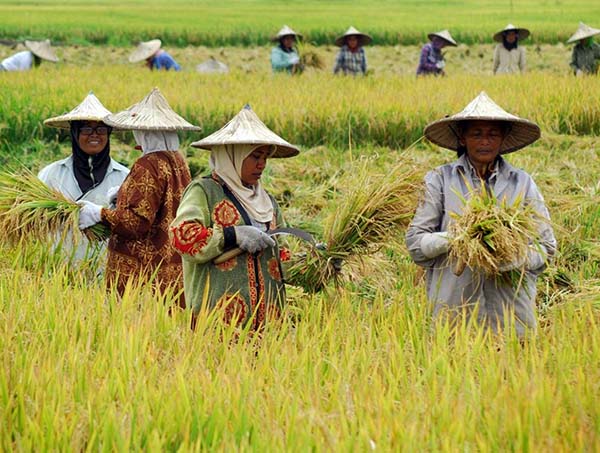 sebagai makanan pokok yang menjadi sumber ketahanan pangan desa. Selain itu menjadi sumber ekonomi 