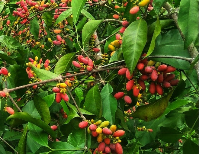 sebagian kebun masyarakat terdapat melinjo yang dijual/diolah menjadi emping/kerupuk tradisional