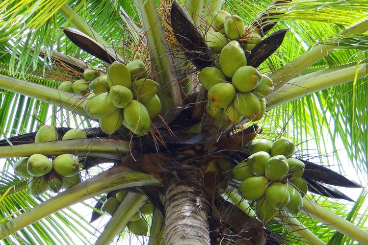Kelapa menjadi sumber ekonomi sebagian masyarakat, dijual dan diolah menjadi minyak dan pliek ue